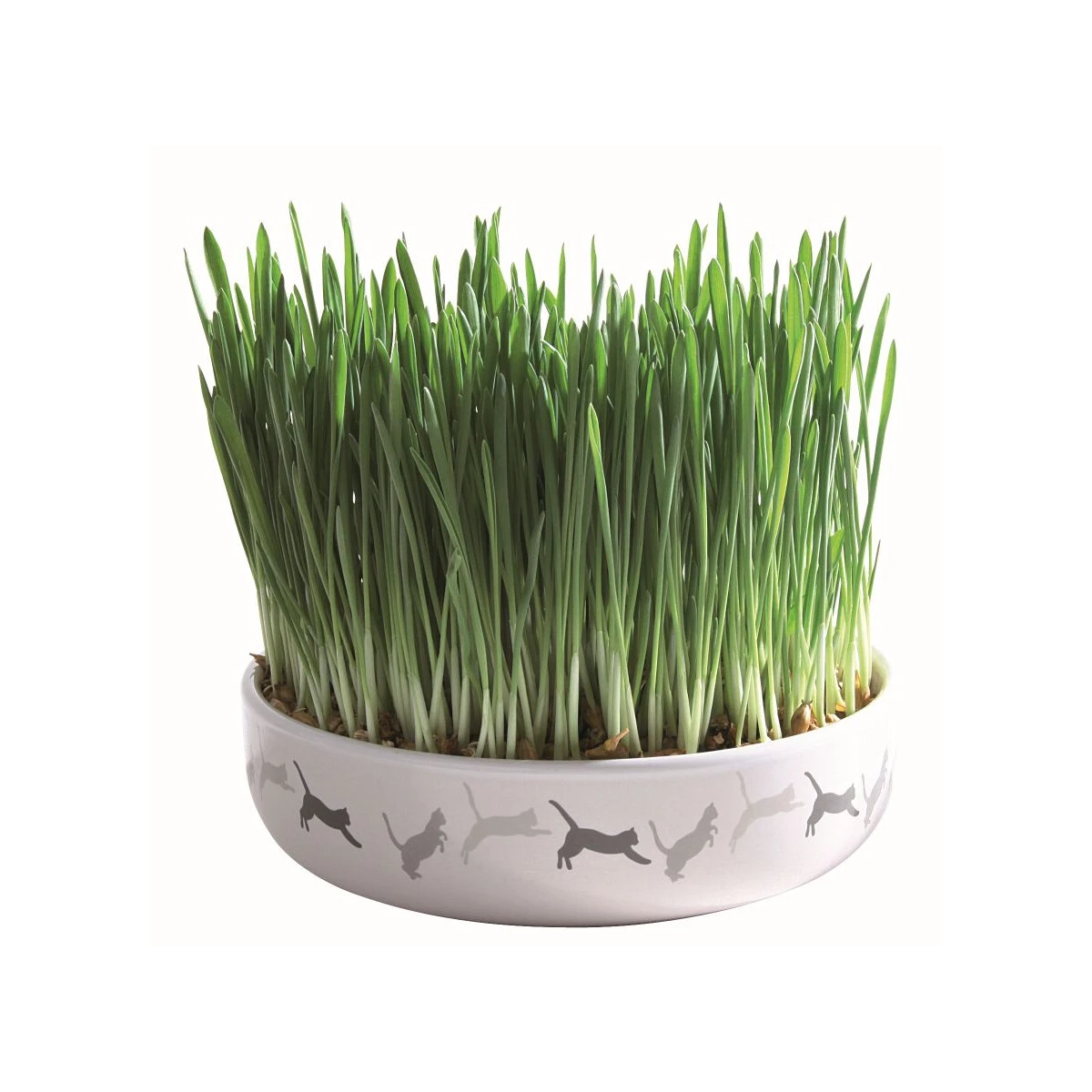 Keramikschale Für Katzengras 1 Keramikschale Für Katzengras