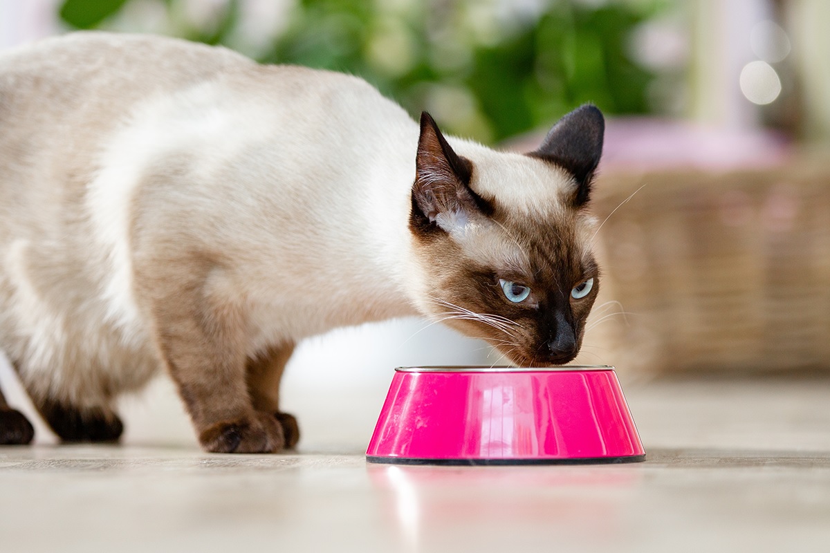 Rundum Katz Verkaufsgeschäft -Rundum Katz Verkaufsgeschäft hrthhtee