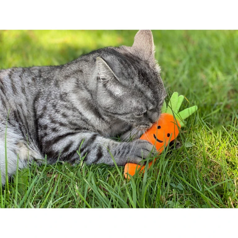 Rundum Katz Verkaufsgeschäft -Rundum Katz Verkaufsgeschäft katzenspielkissen karotte3 768x768 1